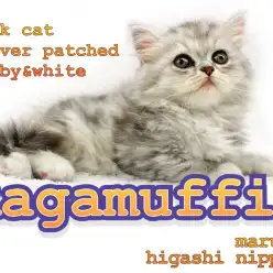 【 ラガマフィン 】輝くシルバータビーちゃんが靴下を履いてやってきた！