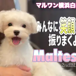 【 マルチーズ 】超が付くほどお利口さんに成長中！愛嬌抜群の愛され女の子