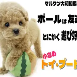 【 トイ・プードル 】手のひらレベルの小さめサイズ！ボールは友達遊ぶの大好き！