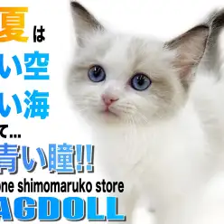 【 ラグドール 】端正なルックスと甘えん坊モード全開で愛らしい性格の子猫ちゃん！