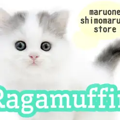 【 ラガマフィン 】まるでぬいぐるみ？穏やかな性格で懐っこい子猫がやってきた！