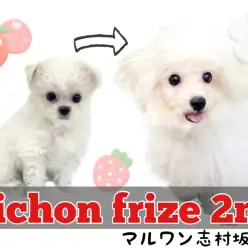 【 ビションフリーゼ  】笑顔100点！みんなを虜にする素敵な女の子に成長！！