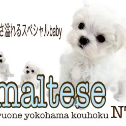 【 マルチーズ 】大きな瞳の純白の天使！パーフェクトBOYがやってきた