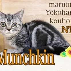 【 マンチカン 】超短足!3ヶ月のおおらか娘