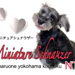 【 ミニチュア・シュナウザー 】生後3ヶ月のむっちりシュナちゃん