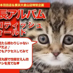 【 スコティッシュフォールド 】どこから見ても丸さが可愛いスコちゃんの成長記