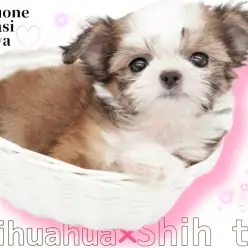 【 レアMIX 】小さなシーズーor鼻ぺちゃチワワをお探しの方必見!チワズー紹介