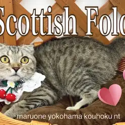 【 スコティッシュフォールド 】NT店の看板娘、穏やかスコちゃん