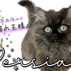 【 ペルシャ 】希少！ブラックスモークの猫の王様が横浜元町にやってきた！