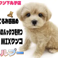 【 MIX 】小さめ両親から生まれたふわふわプリンセス！マルプーの魅力をご紹介！