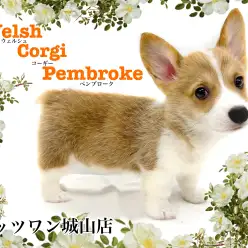 【 ウェルシュコーギーペンブローク 】短足で太め胴体の愛されワンコ！