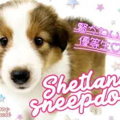 【 シェットランドシープドッグ 】優しい眼差しの賢い可愛い優等生！