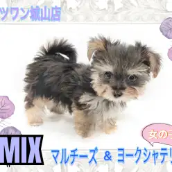 【 MIX 】とっても可愛いミニミニサイズのマルキーちゃん。