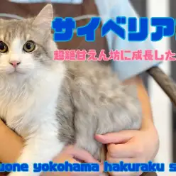 【 サイベリアン 】超がつくほど甘えん坊に成長！飼育経験者が語るサイちゃんの魅力