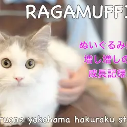 【 ラガマフィン 】天使の羽根を持つ甘えん坊！ぬいぐるみにゃんこの成長記録