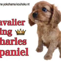 【 キャバリア 】大きな瞳にツヤツヤで濃厚ルビーカラーが魅力の女の子