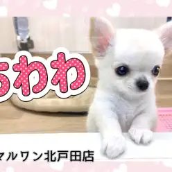 【 チワワ 】ホワイトクリーム色の天使！チワワをオススメする理由とは？