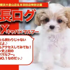 【 キャバマルプーちゃんの成長アルバム 】奇跡のスーパーハイブリッドMIXの成長記！