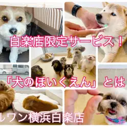 【 犬のほいくえん 】白楽店限定！わんちゃん同士の社会化を身に付けよう！