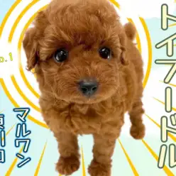 【 トイプードル 】濃いレッドが自慢！賢さと可愛さを兼ね揃えたプードルちゃん