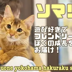 【 ソマリ 】遊び好き！抱っこ好き！人が大好き！フレンドリーにゃんこの成長記録