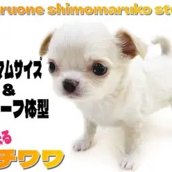 【 チワワ 】小さな身体とドワーフ体型が特徴！マズルも短くて白系チワワ好きは必見