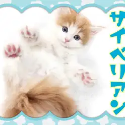 【 サイベリアン 】大注目の低アレルゲンキャット！のんびり美形にゃんこ！