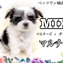 【 MIX 】極小犬種の両親を持つMIX犬マルチワちゃん