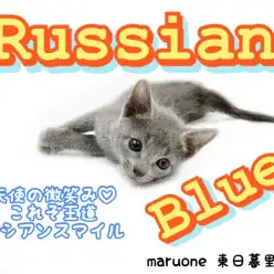 【 ロシアンブルー 】愛らしい天使の微笑み。これぞ王道ロシアンスマイル！