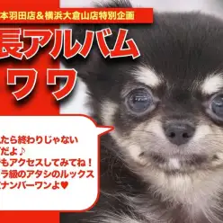 【 チワワ 】ウルトラ級の可愛さ！リアルミッキーの成長日記