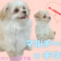 【 MIX犬 】生後6か月を迎えパワフルに成長したマルチワちゃん♪