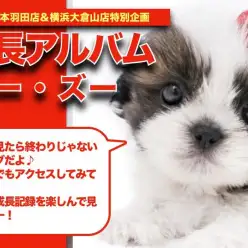 【 シーズー 】おっとりのんびりBOY！抜群の被毛を持つシーズーちゃんの成長日記