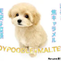 【 MIX 】寝顔が天使な焦がしキャラメル色のマルプーちゃんをご紹介！