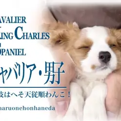 【 キャバリア 子犬 】ブレンハイムの癒し系男子！特技はへそ天従順わんこ！