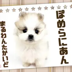 【 ポメラニアン 】激レアカラー!てちてち歩きのちびっこポメ!