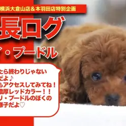 【 トイプードルくんの成長アルバム 】濃厚レッドが自慢のトイプードルくんの成長記！