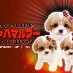 【 キャバマルプー 】大人気犬種キャバリアとマルプーから誕生したMIXわんこ！