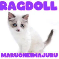 【 ラグドール 】猫ちゃんとの多頭もできる生後4ヶ月のイケメンにゃんこに密着！