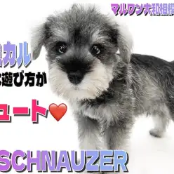 【 ミニチュアシュナウザー 】抜群の賢さと癒し系な性格のギャップ男子現る！