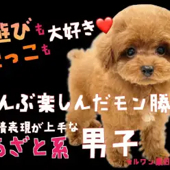 【 トイプードル 】遊びも抱っこも楽しんだモン勝ち！全部で感情表現するあざと男子
