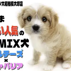 【 マルキャバ 】特技は首を傾げて上目遣い！究極の甘えん坊ドールガール！！