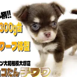 【 チワワ 】生後2ヶ月で体重300g台！手乗りサイズのドワーフ体型が可愛い！