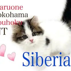 【 サイベリアン 】美しすぎる大型猫種サイベリアンの男の子