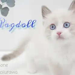 【 ラグドール 】青い瞳のもふもふぬいぐるみにゃんこ！ 性格も容姿もイケメンくん