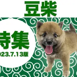 【 豆柴特集 】7/13現在のマルワン全店舗の豆柴ちゃんをご紹介！！