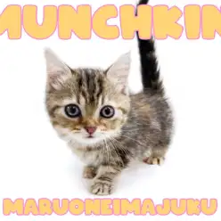 【 マンチカン 】短足・丸顔の甘えん坊ニャンコ！ミラクルカラーの美猫登場！