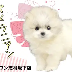 【 ポメラニアン 】プレミアム級のルックス！あざとさ全開のポメラニアンの女の子♪
