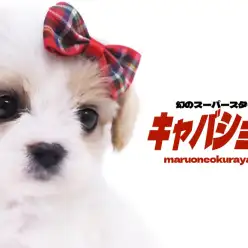 【 キャバション 】HP公開わずか5分でお問い合わせ殺到！幻のスーパースター！