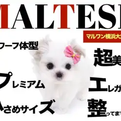 【 マルチーズ 】ドワーフ体型のミスターパーフェクトがやってきた！