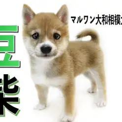 【 豆柴 】生後2ヶ月で体重805g！小さくて元気いっぱい！毛色は人気の赤色！